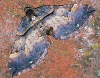 Attēlu rezultāti vaicājumam “Earophila badiata”