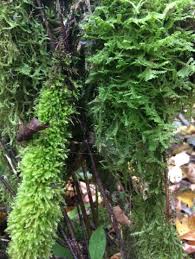 Attēlu rezultāti vaicājumam “Eurhynchium praelongum”