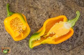 Afbeeldingsresultaat voor marconi golden sweet pepper