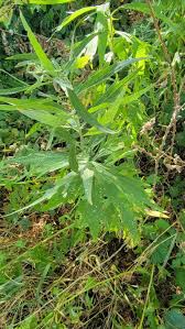 Image result for Artemisia caudata