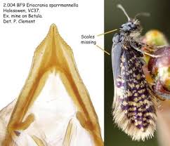 Attēlu rezultāti vaicājumam “Eriocraniidae”