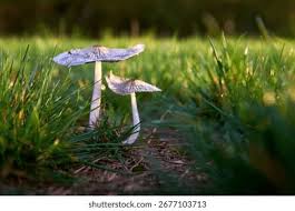 Attēlu rezultāti vaicājumam “Coprinus lagopus”