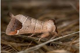 Attēlu rezultāti vaicājumam “Clostera curtula”