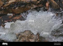 Attēlu rezultāti vaicājumam “Trechispora mollusca”