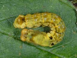 Attēlu rezultāti vaicājumam “Thyatira batis larva”