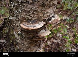 Attēlu rezultāti vaicājumam “Phellinus nigricans”