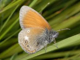 Attēlu rezultāti vaicājumam “Coenonympha glycerion underside”