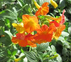 Attēlu rezultāti vaicājumam “Jamesoniella autumnalis sporophyte”