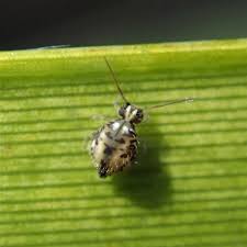 Attēlu rezultāti vaicājumam “Symphypleona”