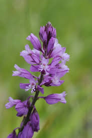 Attēlu rezultāti vaicājumam “Polygala vulgaris”