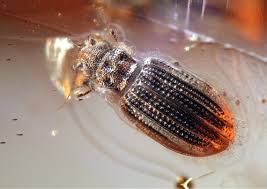 Attēlu rezultāti vaicājumam “Latridiidae”