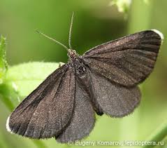 Attēlu rezultāti vaicājumam “Odezia atrata”