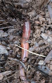 Attēlu rezultāti vaicājumam “Lumbricidae”