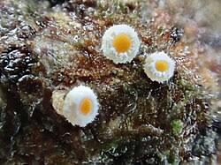 Attēlu rezultāti vaicājumam “Lachnellula willkommii”