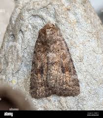 Attēlu rezultāti vaicājumam “Caradrina morpheus”