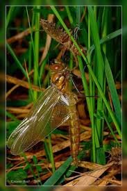 Attēlu rezultāti vaicājumam “Epitheca bimaculata”