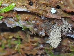 Attēlu rezultāti vaicājumam “Hemitrichia chrysospora young”