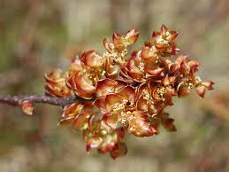 Attēlu rezultāti vaicājumam “Myrica gale bud”