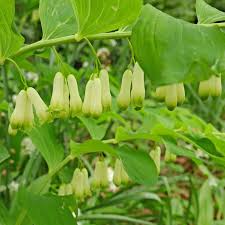 Attēlu rezultāti vaicājumam “Polygonatum multiflorum  fruit”