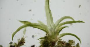 Attēlu rezultāti vaicājumam “Gymnostomum aeruginosum”