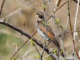 Image result for Turdus eunomus
