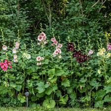 Image result for Alcea rosea nigra