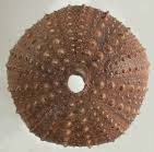 Image result for Mesocentrotus franciscanus