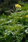 Plants Profile - Rorippa amphibia (L.) Besser (Brassicaceae ...