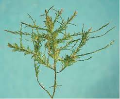 Attēlu rezultāti vaicājumam “Neckera complanata”