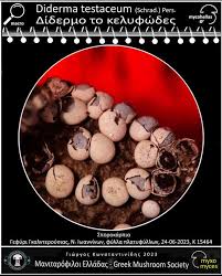 Attēlu rezultāti vaicājumam “Diderma testaceum”