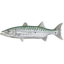 Image result for Sphyraena barracuda