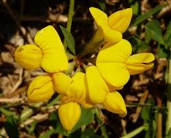 Attēlu rezultāti vaicājumam “Lotus corniculatus”