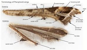 Attēlu rezultāti vaicājumam “Pterophoridae”