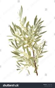 Attēlu rezultāti vaicājumam “Salix daphnoides”