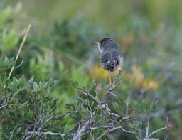 Image result for Sylvia sarda