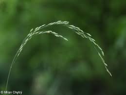 Attēlu rezultāti vaicājumam “Poa nemoralis fruit”