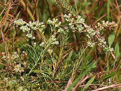 Attēlu rezultāti vaicājumam “Scleranthus annuus flower”