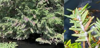 Attēlu rezultāti vaicājumam “Adelges laricis nymph”