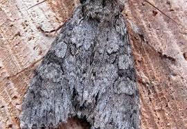 Attēlu rezultāti vaicājumam “Polia nebulosa”