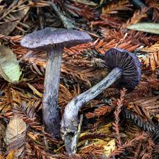 Attēlu rezultāti vaicājumam “Cortinarius violaceus”