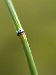 Attēlu rezultāti vaicājumam “Equisetum variegatum”