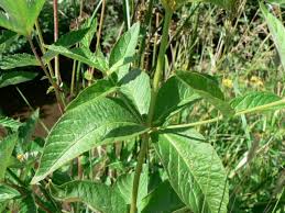 Attēlu rezultāti vaicājumam “Lysimachia vulgaris”