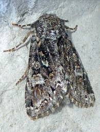 Attēlu rezultāti vaicājumam “Papestra biren”