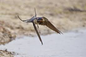 Attēlu rezultāti vaicājumam “Hirundo rustica”