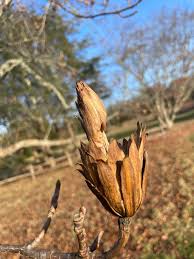 Attēlu rezultāti vaicājumam “Liriodendron tulipifera bud”