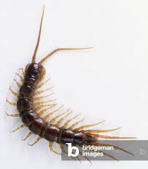 Attēlu rezultāti vaicājumam “Lithobius forficatus”