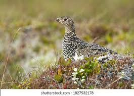 Attēlu rezultāti vaicājumam “Lagopus lagopus female”