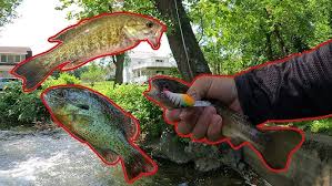 Image result for The Lancaster Fish