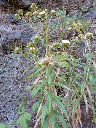 Attēlu rezultāti vaicājumam “Carlina biebersteinii fruit”