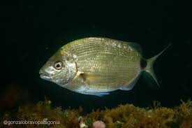 Image result for Diplodus